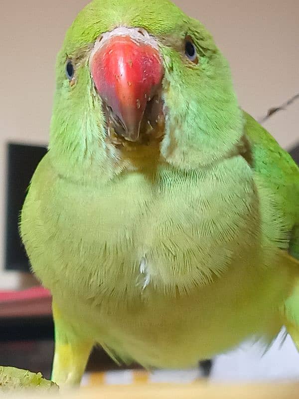 talking hand tame ringneck 03186972829 contact number 2