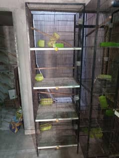0327-0277654/cage/parrot/love