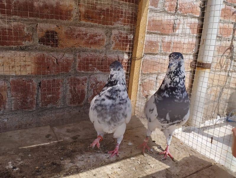 35 wala Batera pair 0