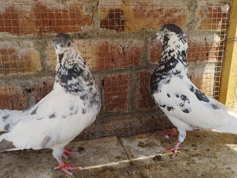 35 wala Batera pair 1