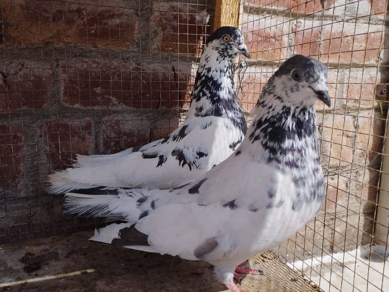 35 wala Batera pair 3