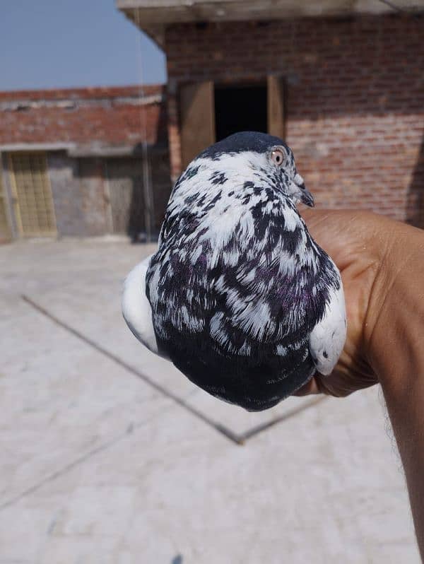 35 wala Batera pair 5