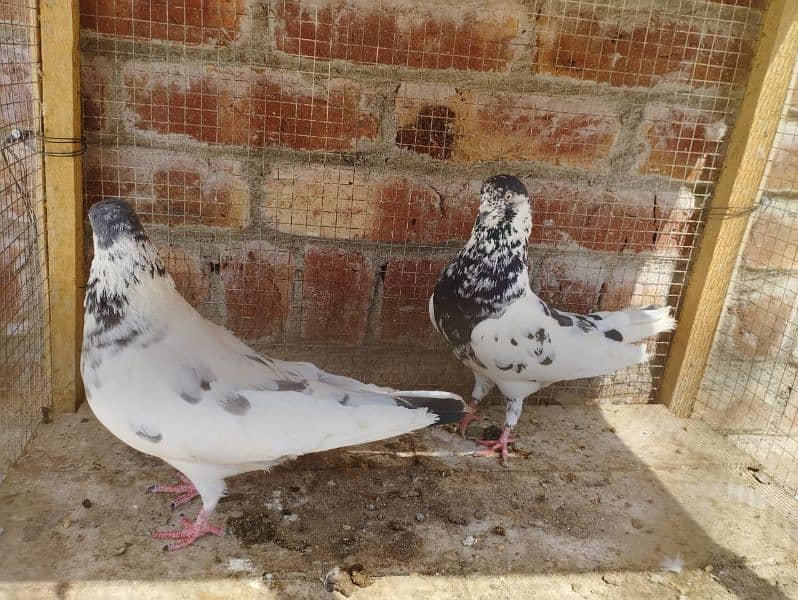 35 wala Batera pair 6