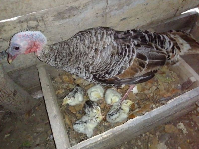 turky bird chickes 0