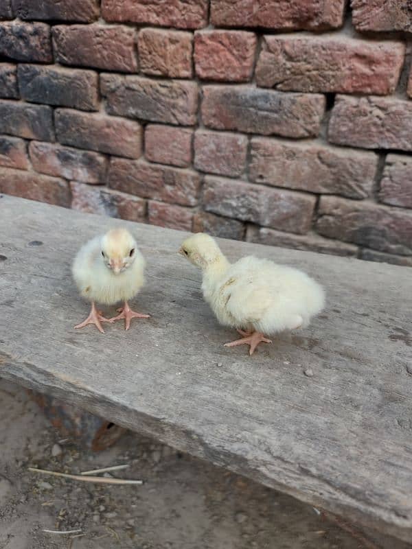 turky bird chickes 1