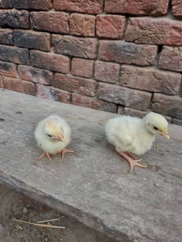 turky bird chickes 2