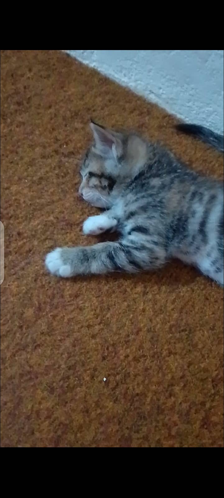 Kitten available for sale 40 days 1