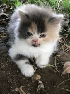 persian