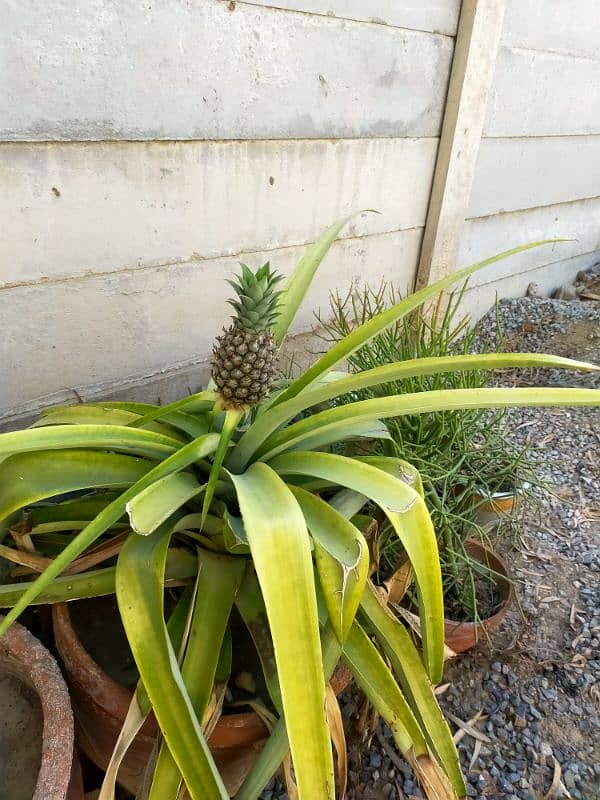 Pineapple Pomegranate Guard Black pepper Elahchi plants for sale 0