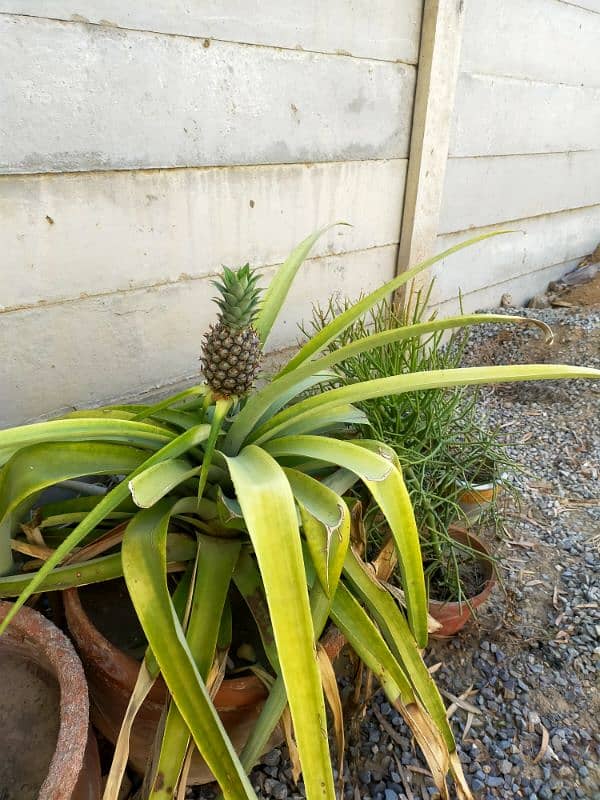 Pineapple Pomegranate Guard Black pepper Elahchi plants for sale 1