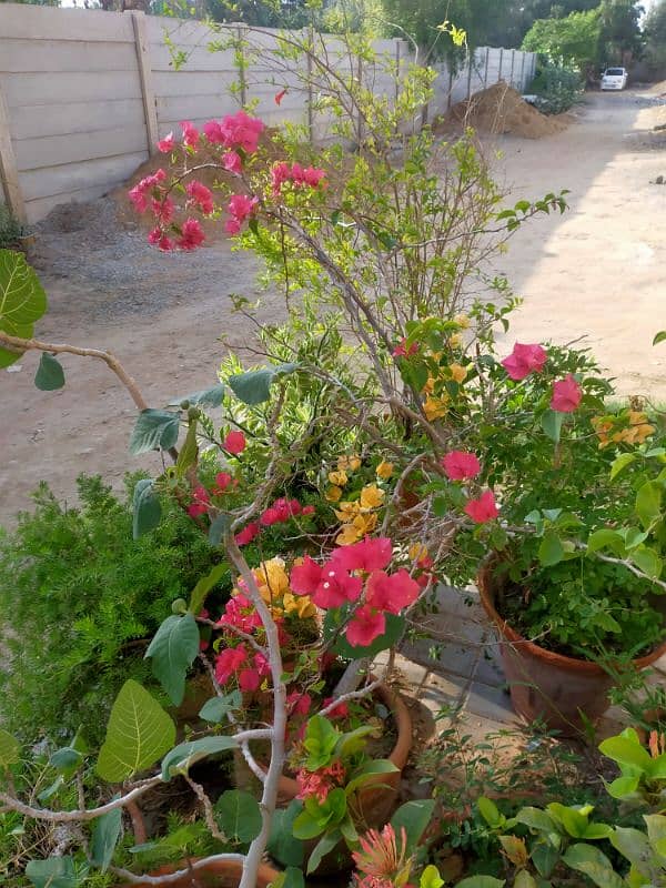 Pineapple Pomegranate Guard Black pepper Elahchi plants for sale 5