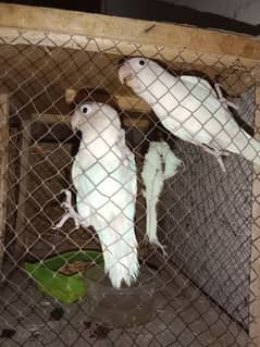 breeder pair