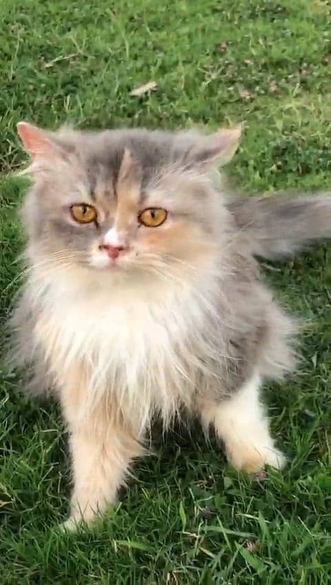 persian kittens | persian cat | fluffy kittens | triple coatted kitten 2