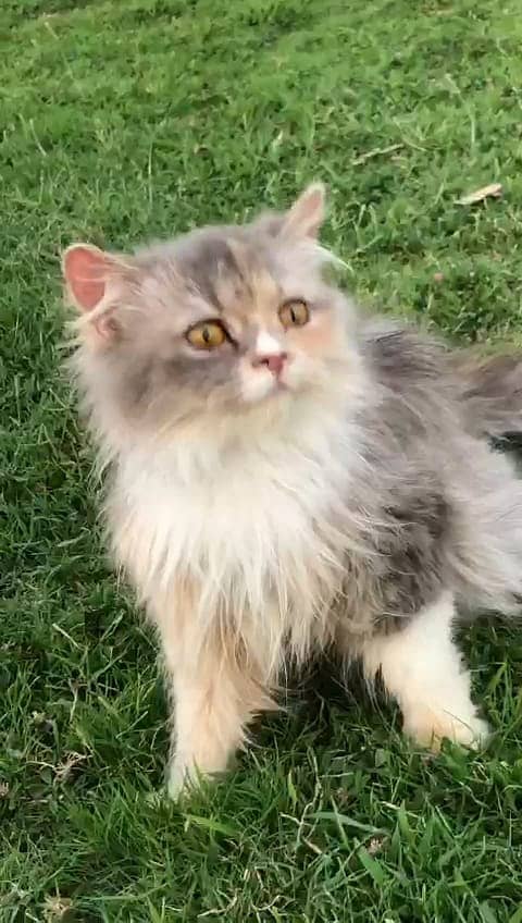 persian kittens | persian cat | fluffy kittens | triple coatted kitten 18