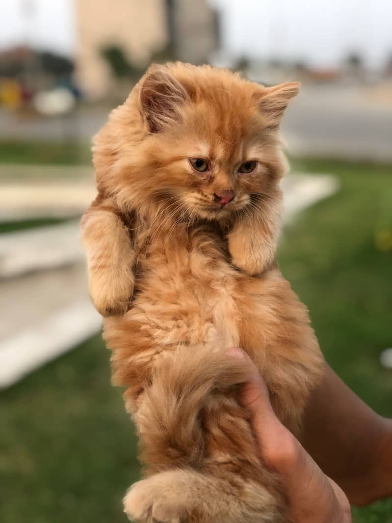 persian kittens | persian cat | fluffy kittens | triple coatted kitten 1