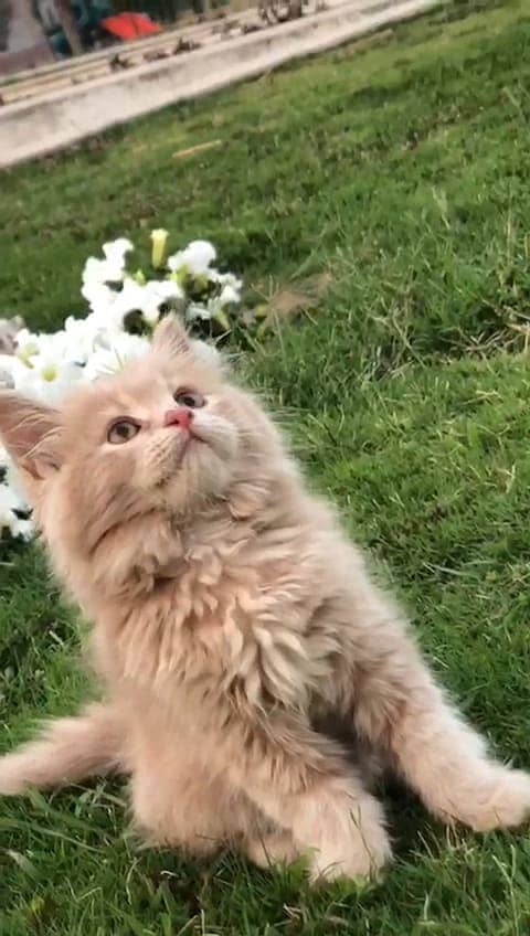persian kittens | persian cat | fluffy kittens | triple coatted kitten 3