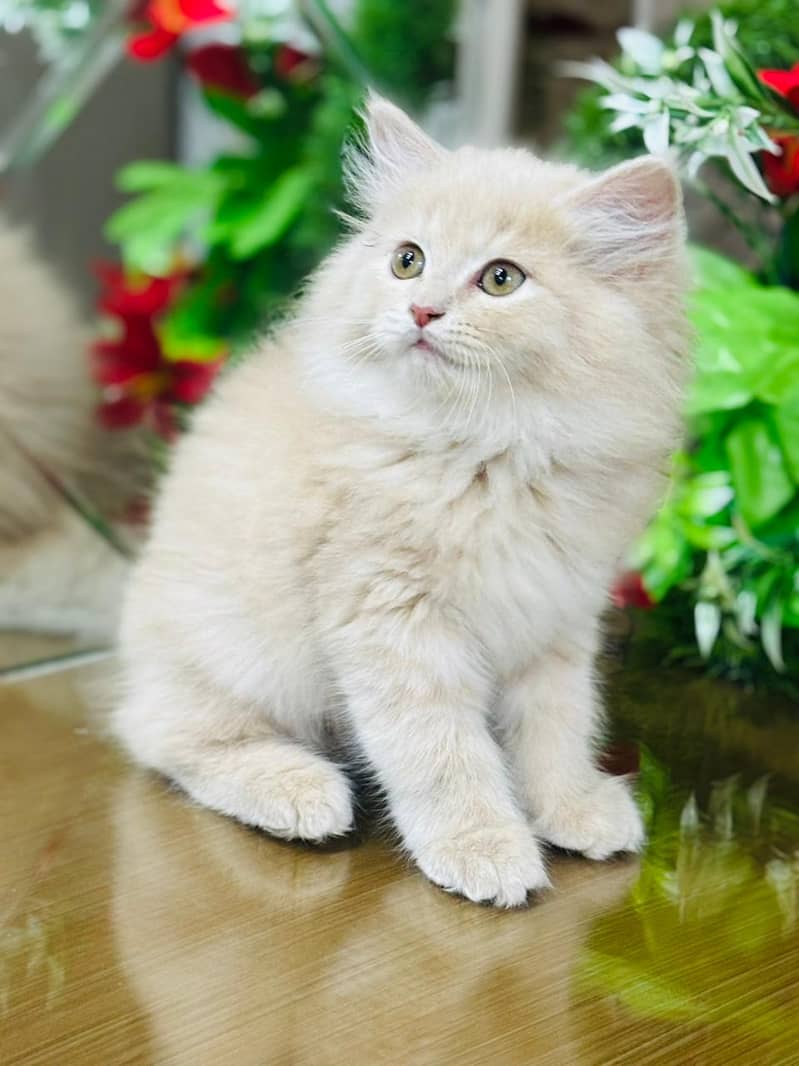 persian kittens | persian cat | fluffy kittens | triple coatted kitten 4