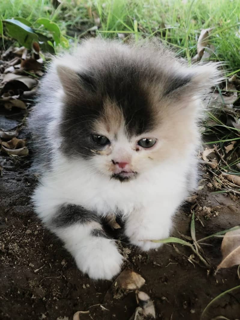 persian kittens | persian cat | fluffy kittens | triple coatted kitten 6