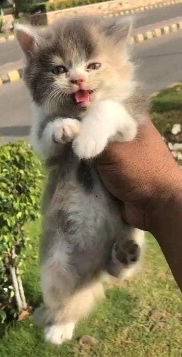 persian kittens | persian cat | fluffy kittens | triple coatted kitten 7