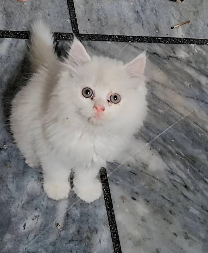 persian kittens | persian cat | fluffy kittens | triple coatted kitten 8