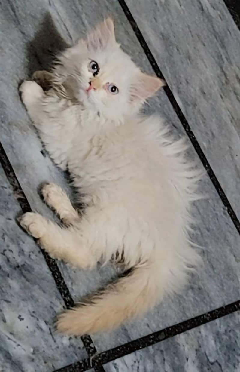 persian kittens | persian cat | fluffy kittens | triple coatted kitten 9