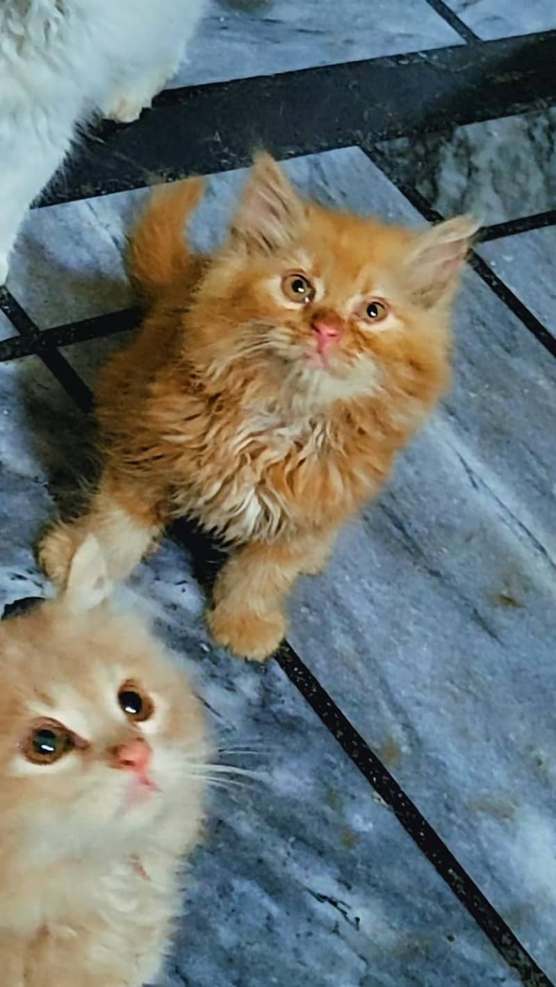 persian kittens | persian cat | fluffy kittens | triple coatted kitten 10