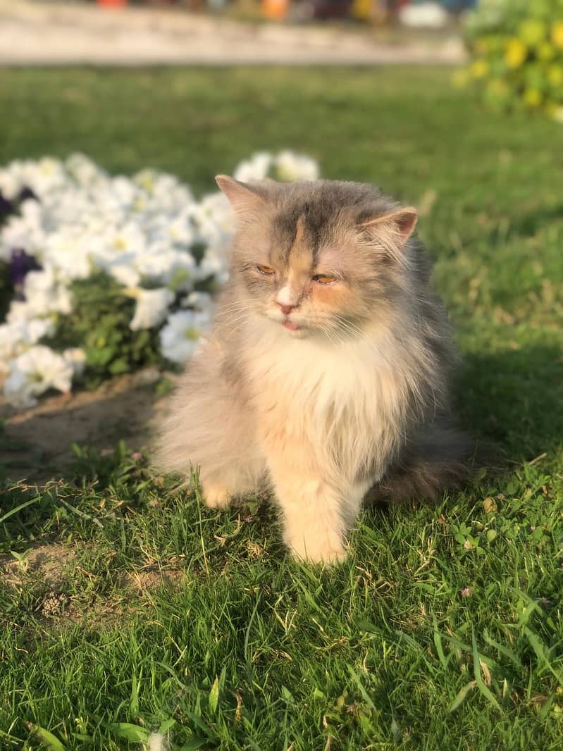 persian kittens | persian cat | fluffy kittens | triple coatted kitten 2