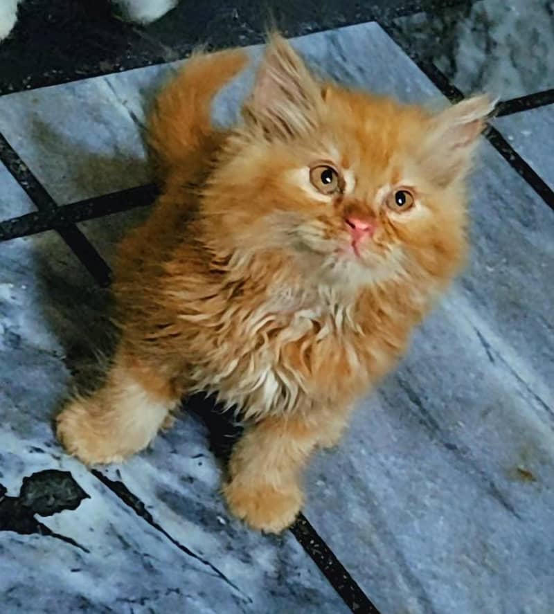 persian kittens | persian cat | fluffy kittens | triple coatted kitten 8