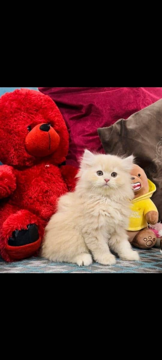 persian kittens | persian cat | fluffy kittens | triple coatted kitten 12