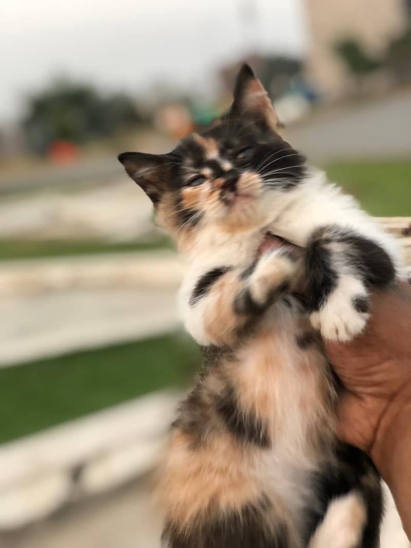 persian kittens | persian cat | fluffy kittens | triple coatted kitten 14