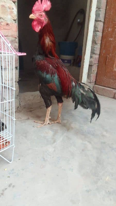 Out class Satmora aseel murga for sale 0