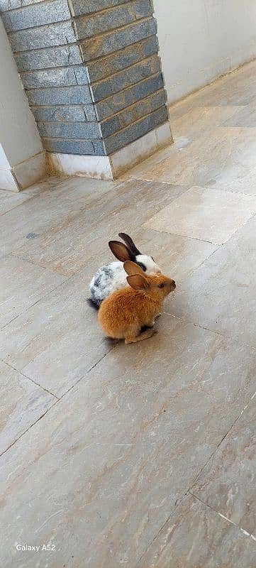 i have 2 rabbits bought few days before willing to sale 0