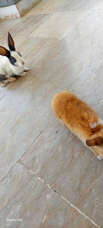 i have 2 rabbits bought few days before willing to sale 1