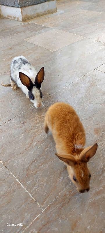 i have 2 rabbits bought few days before willing to sale 2