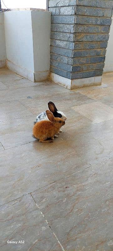 i have 2 rabbits bought few days before willing to sale 3