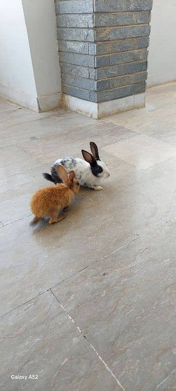 i have 2 rabbits bought few days before willing to sale 4