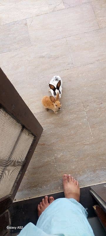 i have 2 rabbits bought few days before willing to sale 5