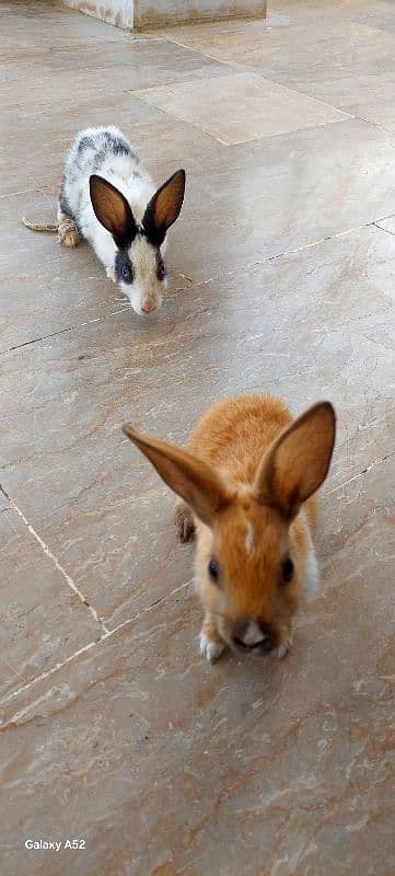 i have 2 rabbits bought few days before willing to sale 6