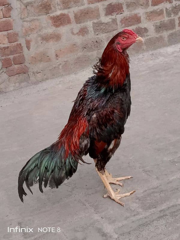 hint patha for sale 0