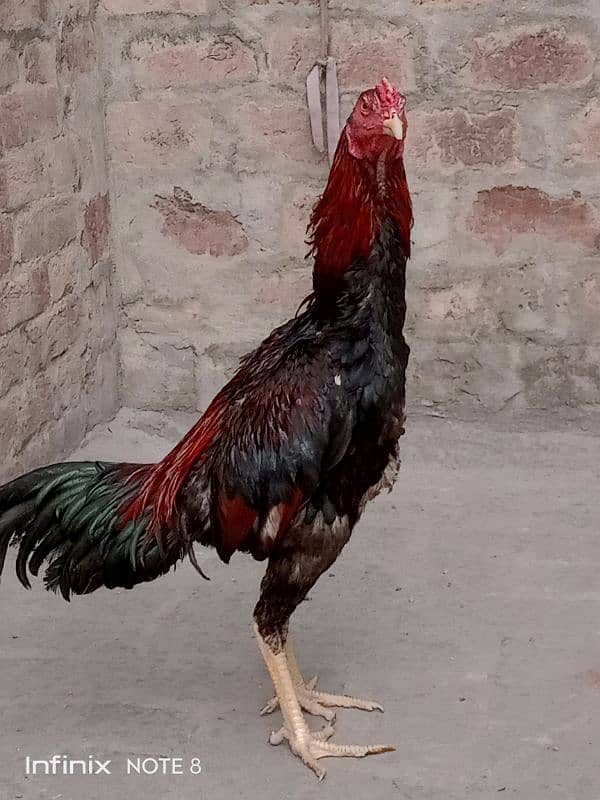 hint patha for sale 1