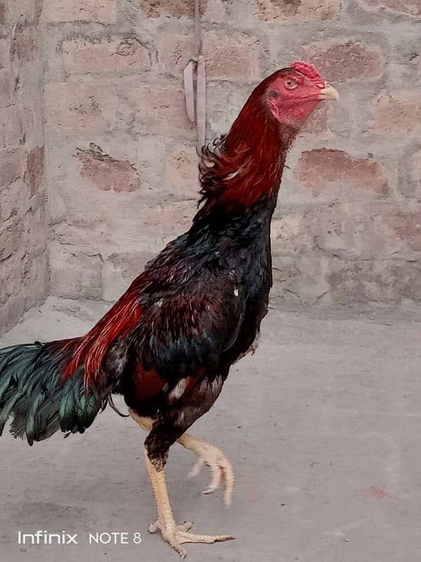 hint patha for sale 2