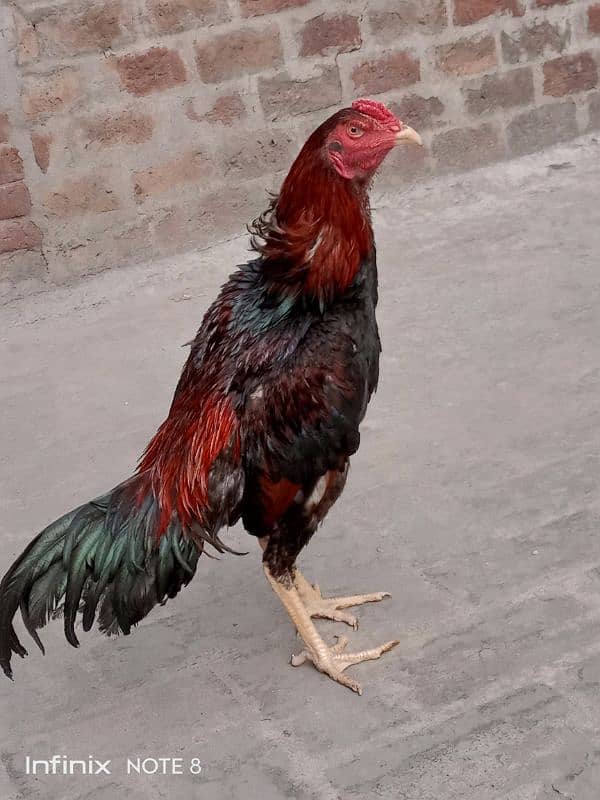 hint patha for sale 3