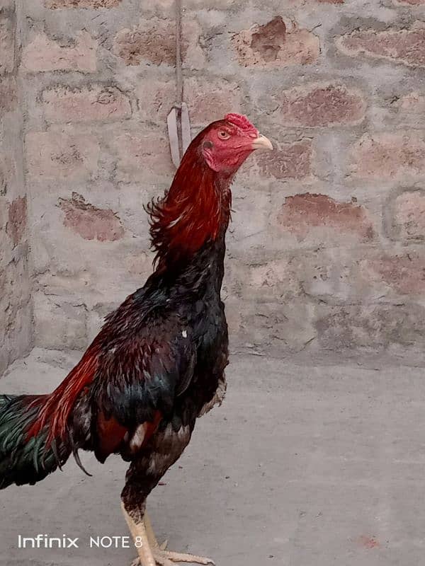 hint patha for sale 4