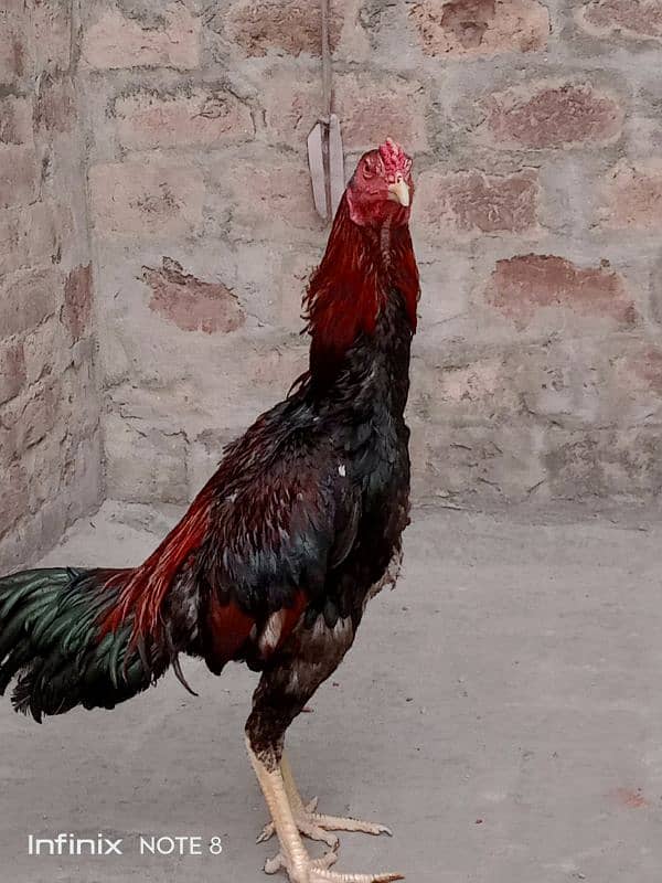 hint patha for sale 5