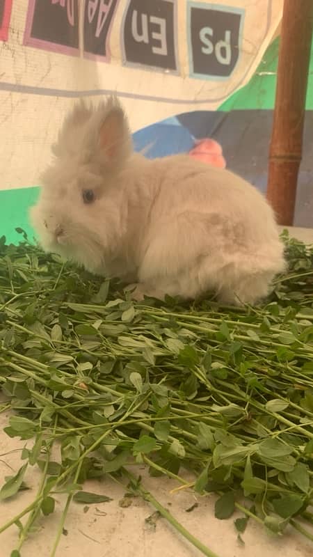 teddybear dwarf rabbit breeder females for sale 3