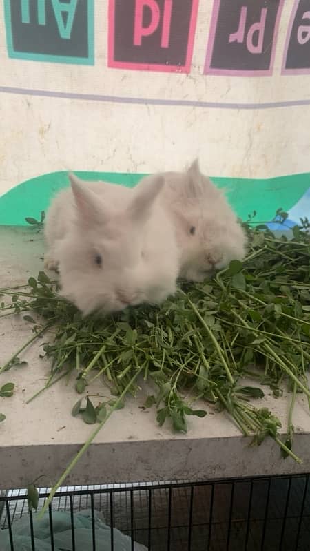 teddybear dwarf rabbit breeder females for sale 0