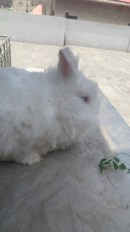 teddybear dwarf rabbit breeder females for sale 1