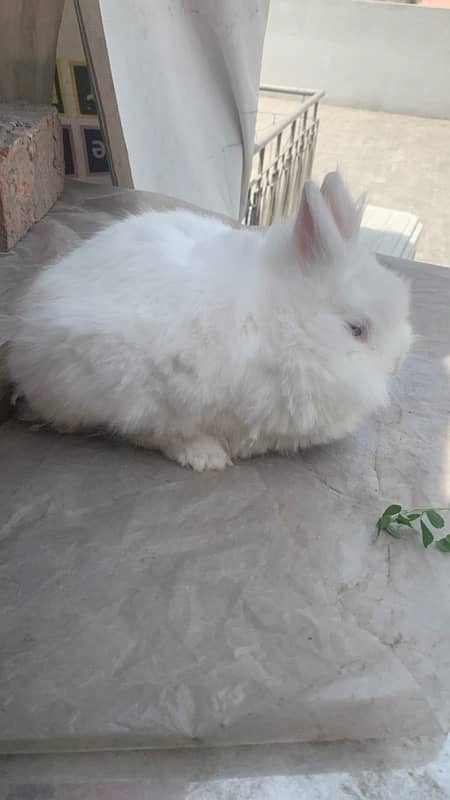 teddybear dwarf rabbit breeder females for sale 2