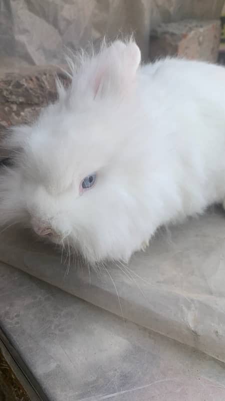 teddybear dwarf rabbit breeder females for sale 4