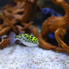puffer, Tetra, Ghost and many more fishes